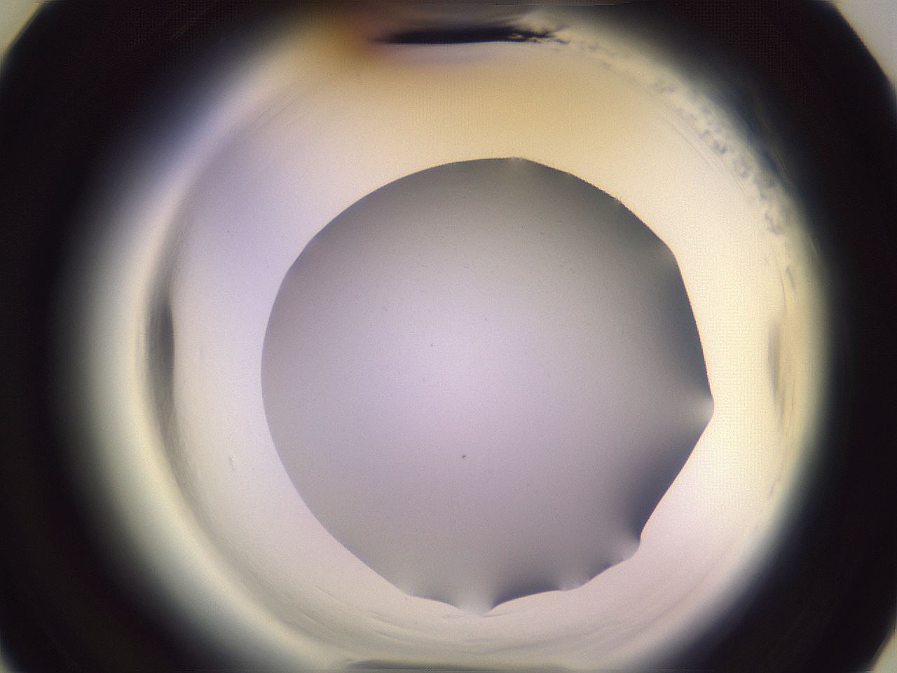 folderID600_plateID2600_batchID13161_wellNum19_profileID1_d3_r198785_ef.jpg