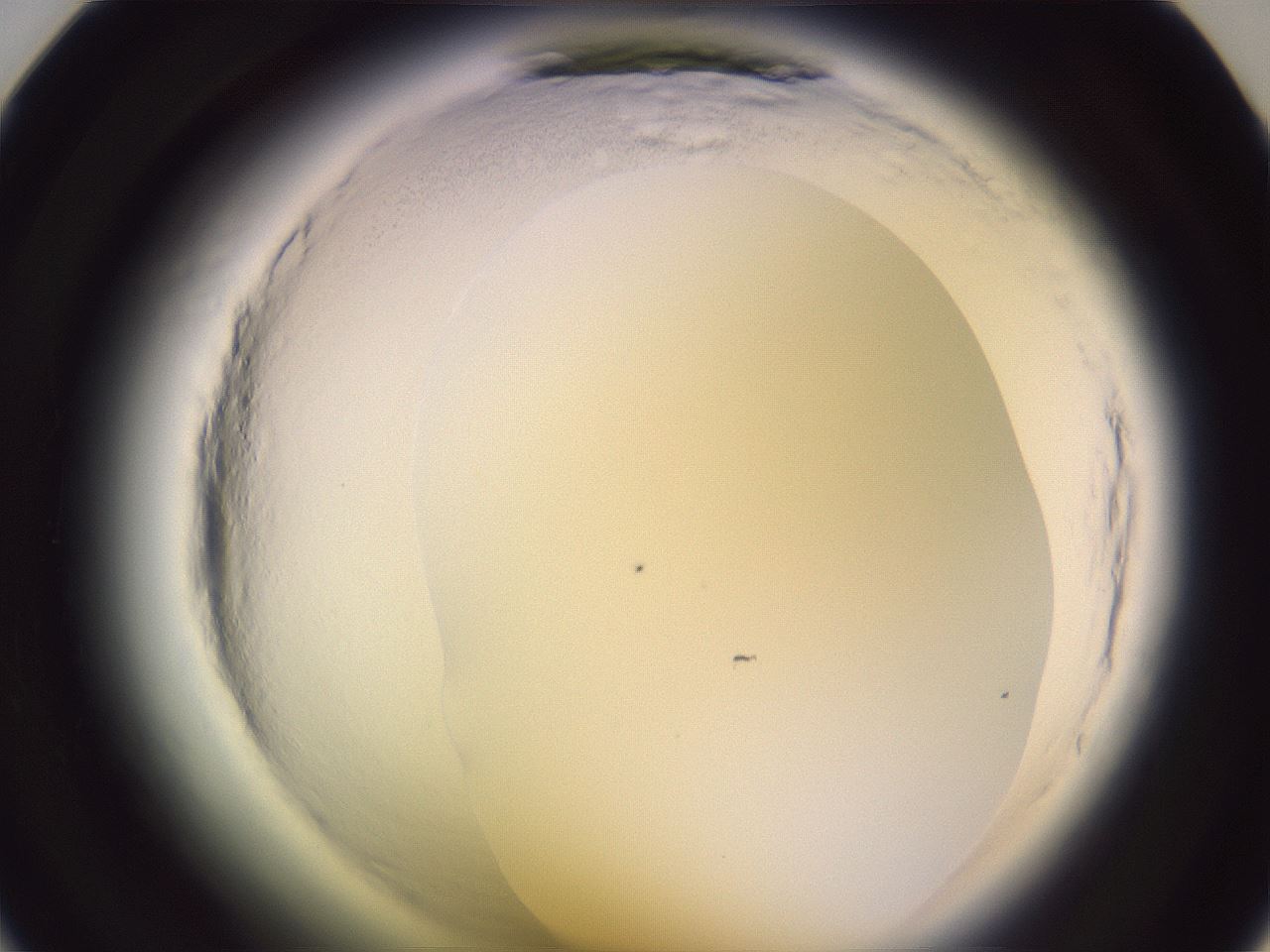 folderID600_plateID2600_batchID13161_wellNum23_profileID1_d1_r198795_ef.jpg