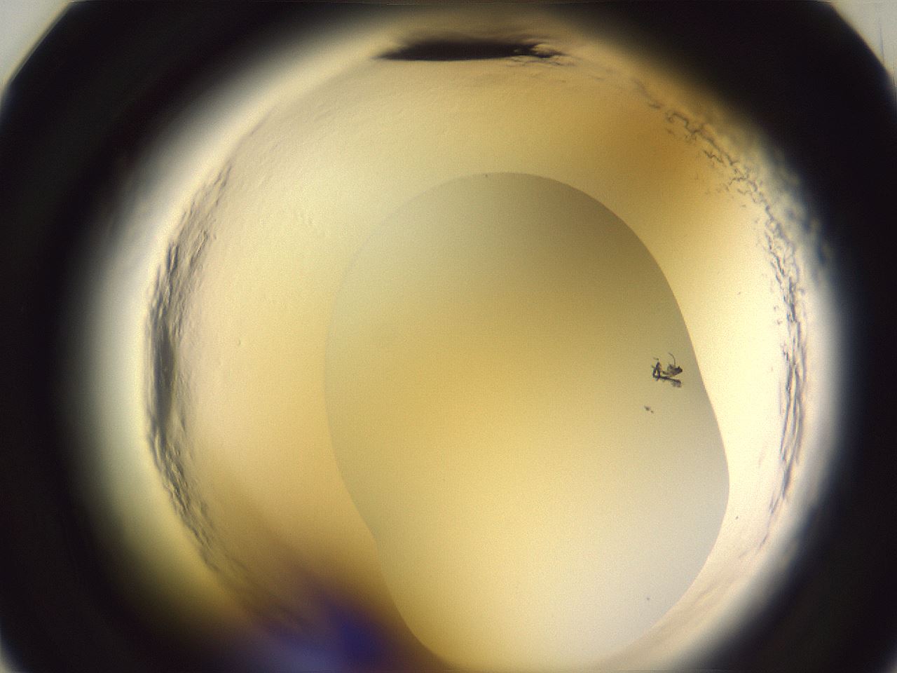 folderID600_plateID2600_batchID13161_wellNum23_profileID1_d2_r198796_ef.jpg