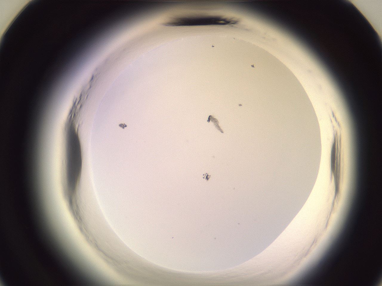 folderID600_plateID2600_batchID13161_wellNum24_profileID1_d3_r198800_ef.jpg