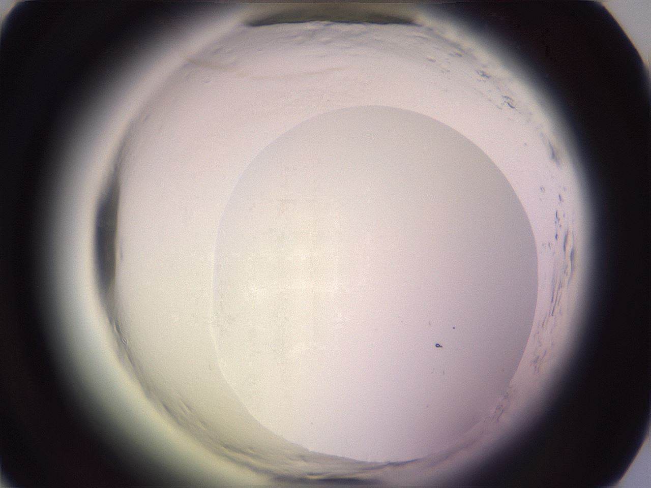 folderID600_plateID2600_batchID13161_wellNum25_profileID1_d1_r198801_ef.jpg
