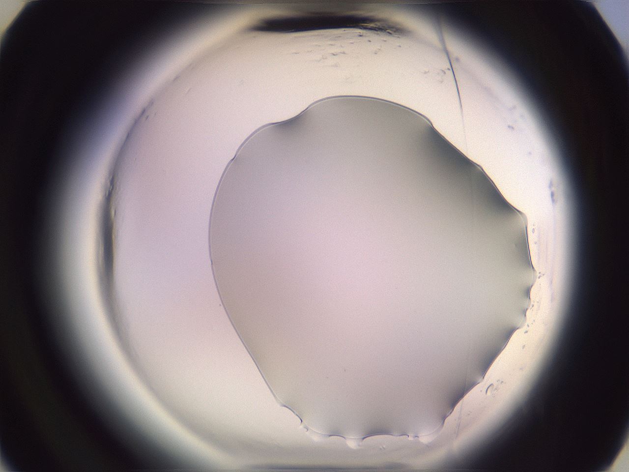 folderID600_plateID2600_batchID13161_wellNum29_profileID1_d3_r198815_ef.jpg