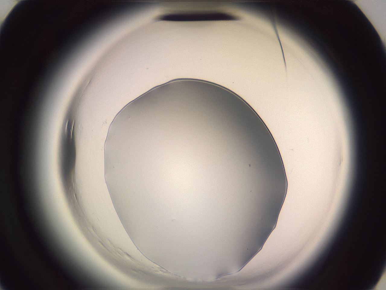 folderID600_plateID2600_batchID13161_wellNum32_profileID1_d3_r198824_ef.jpg