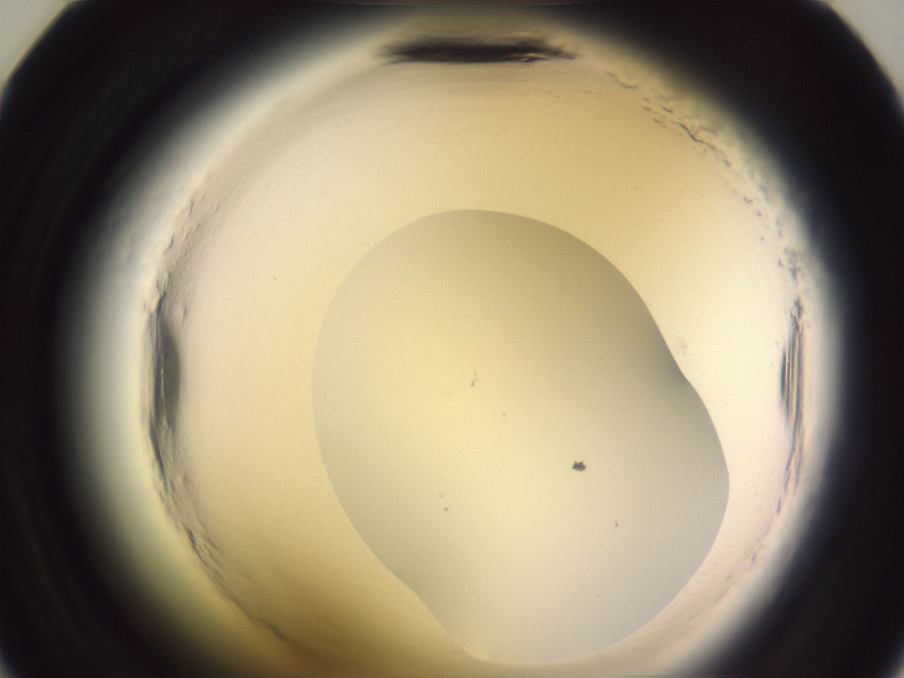 folderID600_plateID2600_batchID13161_wellNum35_profileID1_d2_r198832_ef.jpg