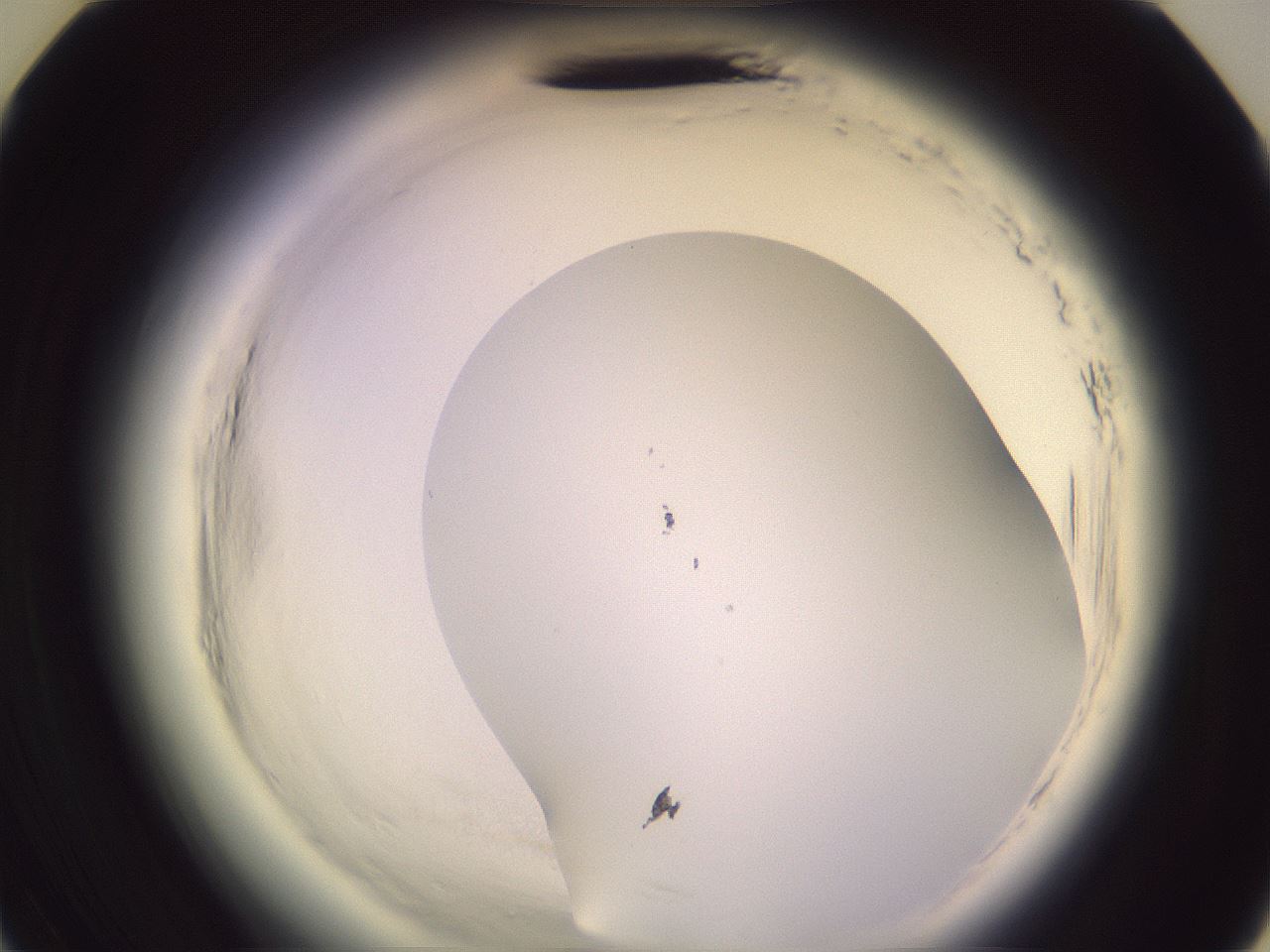 folderID600_plateID2600_batchID13161_wellNum35_profileID1_d3_r198833_ef.jpg