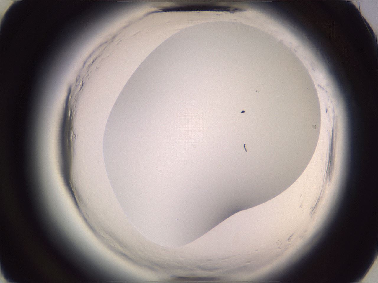 folderID600_plateID2600_batchID13161_wellNum37_profileID1_d3_r198839_ef.jpg