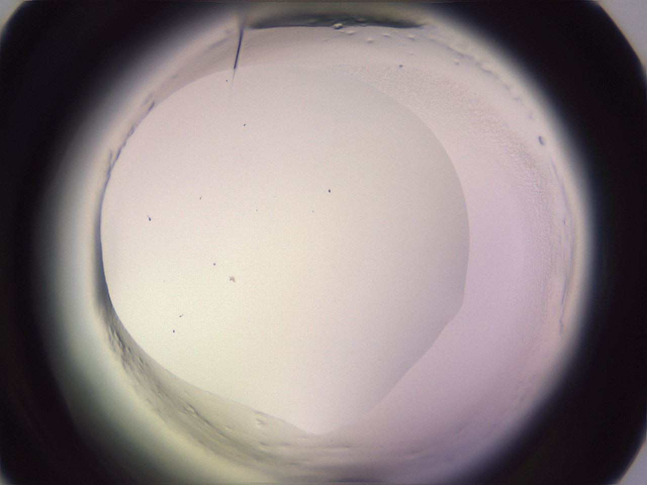 folderID600_plateID2600_batchID13161_wellNum38_profileID1_d1_r198840_ef.jpg