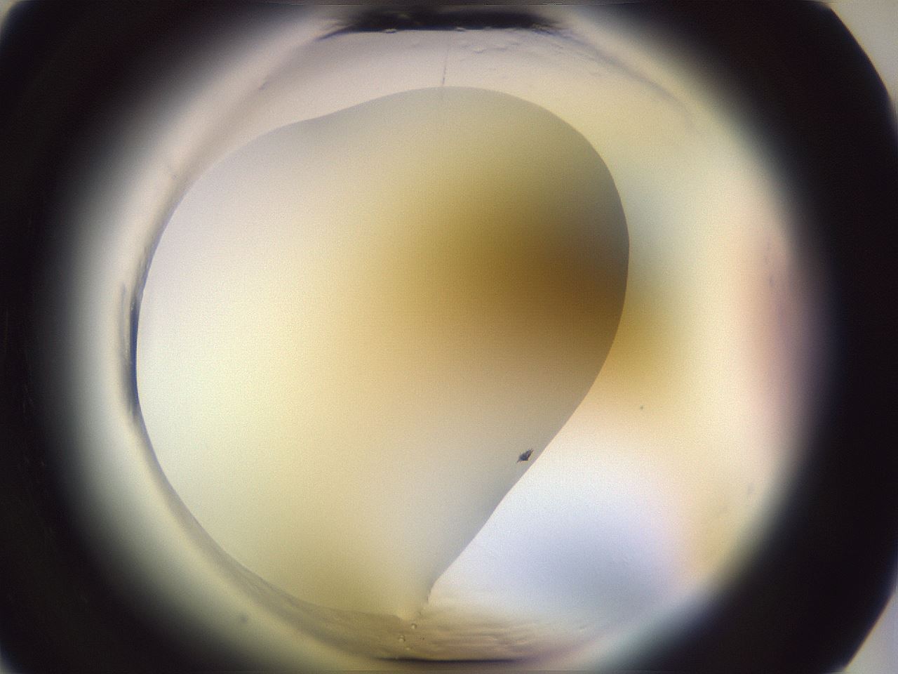 folderID600_plateID2600_batchID13161_wellNum3_profileID1_d1_r198735_ef.jpg