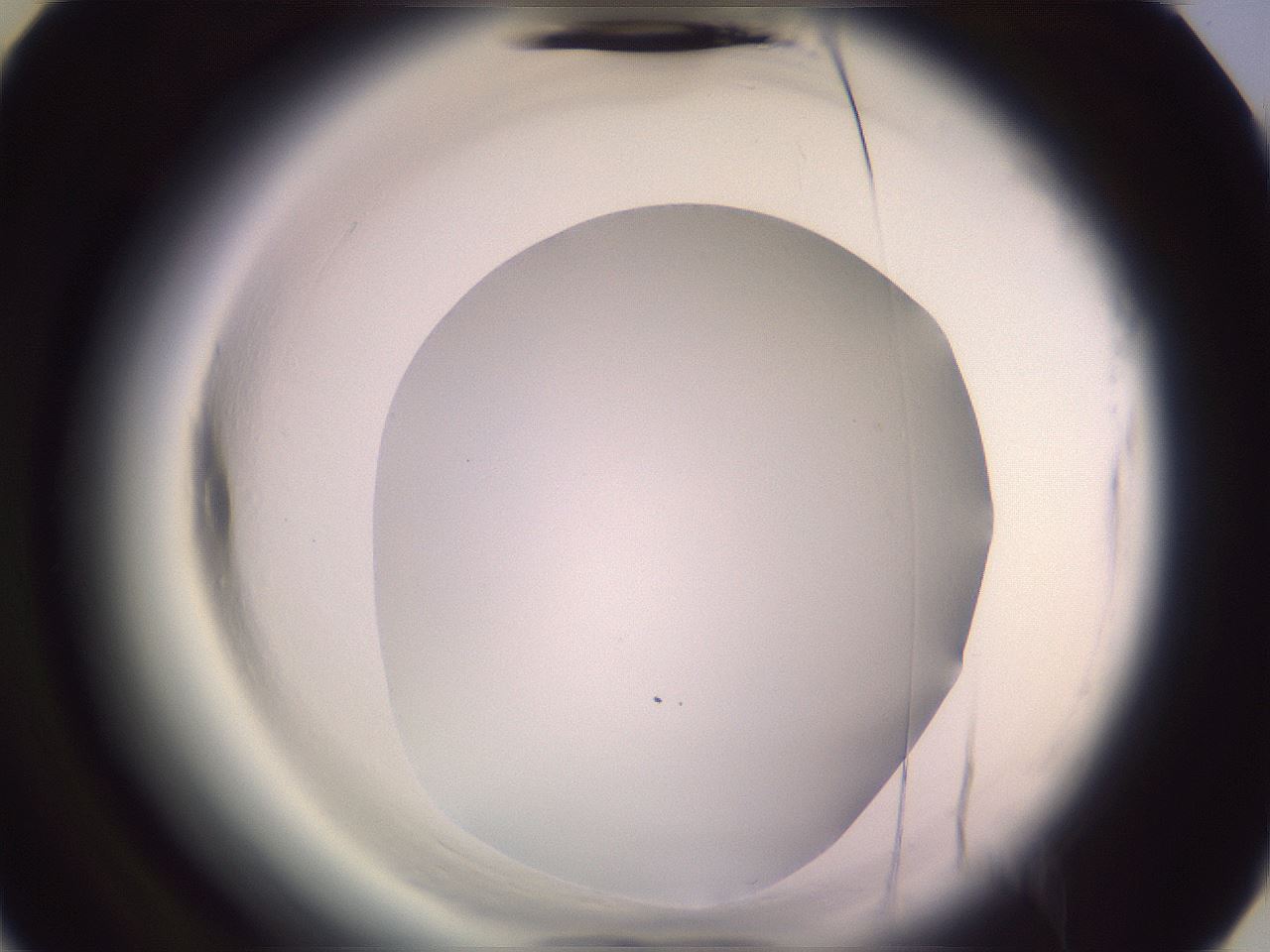 folderID600_plateID2600_batchID13161_wellNum40_profileID1_d3_r198848_ef.jpg