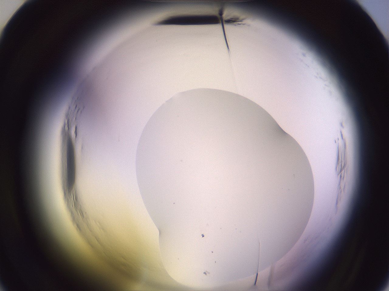 folderID600_plateID2600_batchID13161_wellNum34_profileID1_d2_r198829_ef.jpg