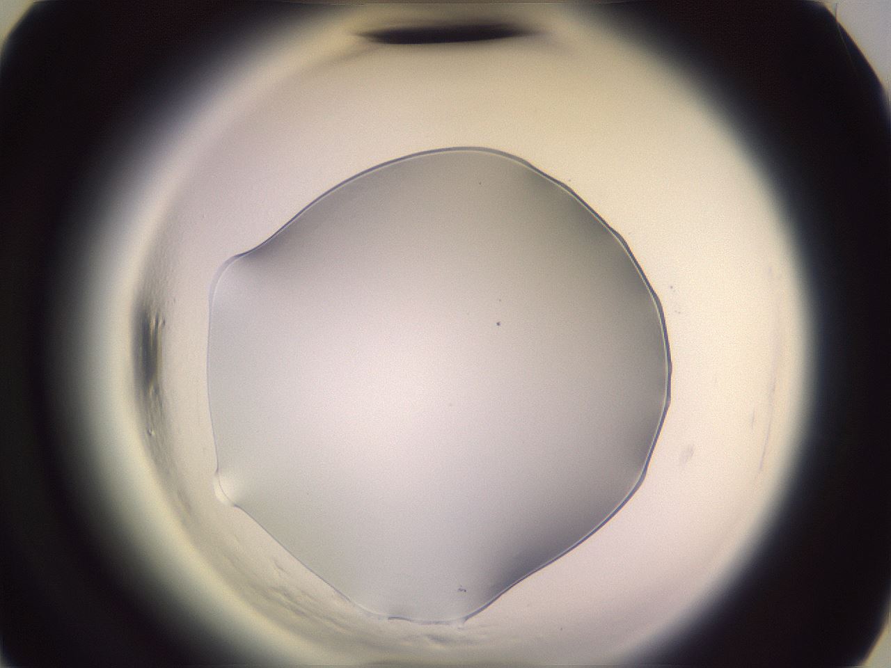 folderID600_plateID2600_batchID13161_wellNum42_profileID1_d3_r198854_ef.jpg