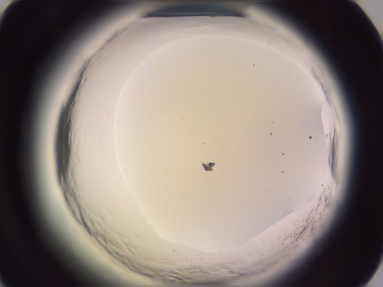 folderID600_plateID2600_batchID13161_wellNum49_profileID1_d1_r198873_ef.jpg