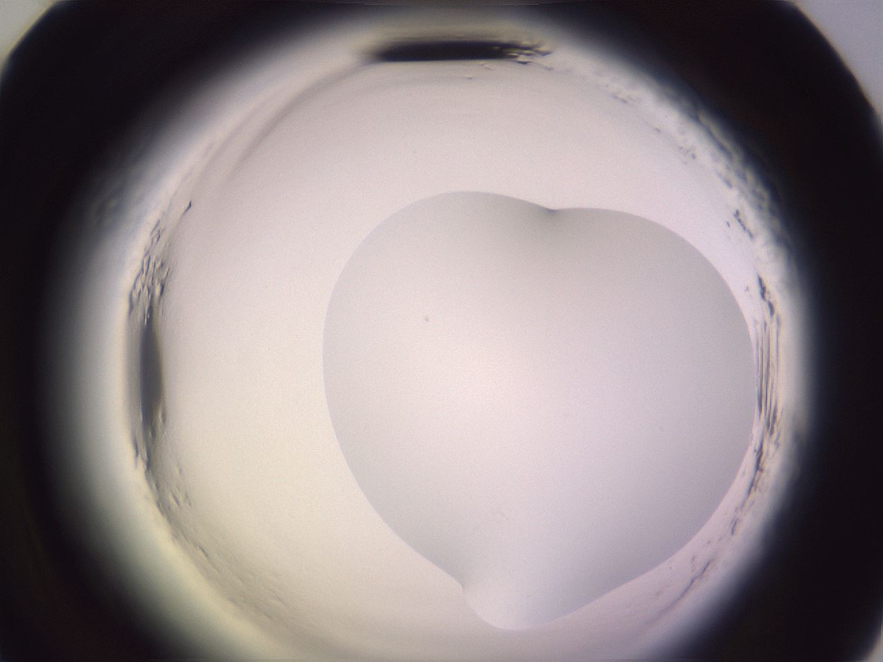 folderID600_plateID2600_batchID13161_wellNum58_profileID1_d2_r198901_ef.jpg