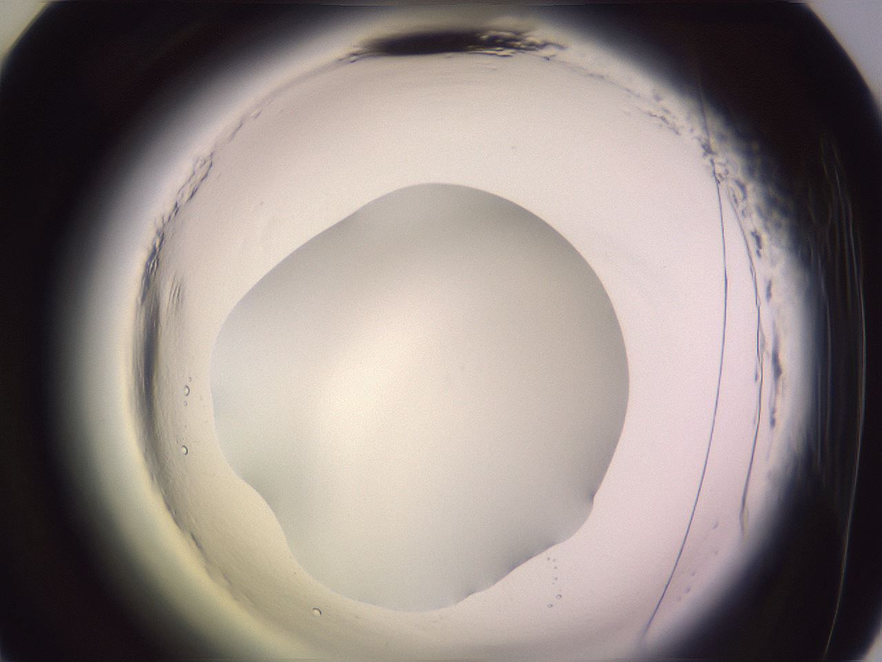 folderID600_plateID2600_batchID13161_wellNum45_profileID1_d2_r198862_ef.jpg