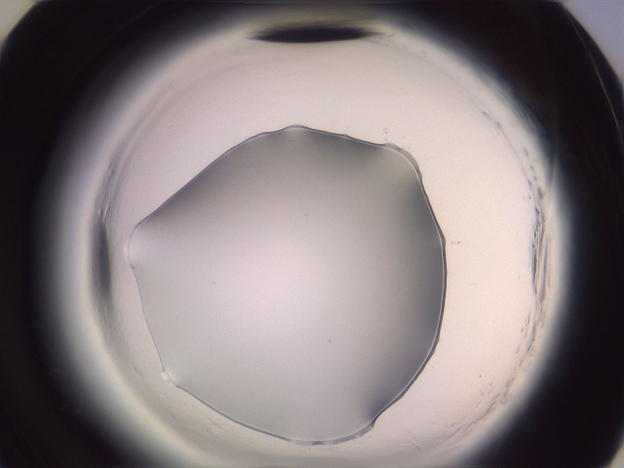 folderID600_plateID2600_batchID13161_wellNum46_profileID1_d3_r198866_ef.jpg