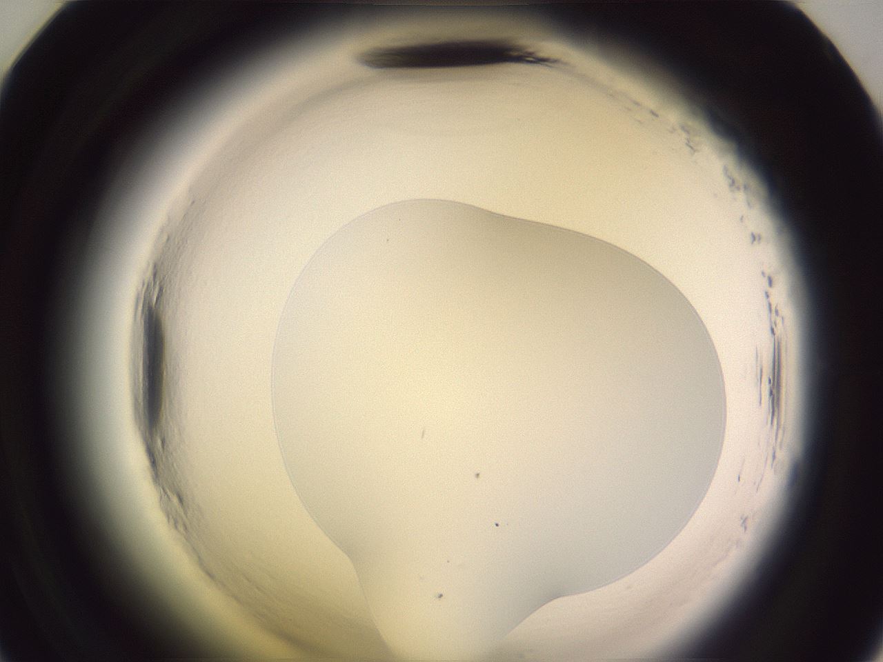 folderID600_plateID2600_batchID13161_wellNum47_profileID1_d2_r198868_ef.jpg