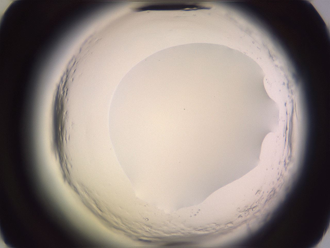 folderID600_plateID2600_batchID13161_wellNum49_profileID1_d2_r198874_ef.jpg