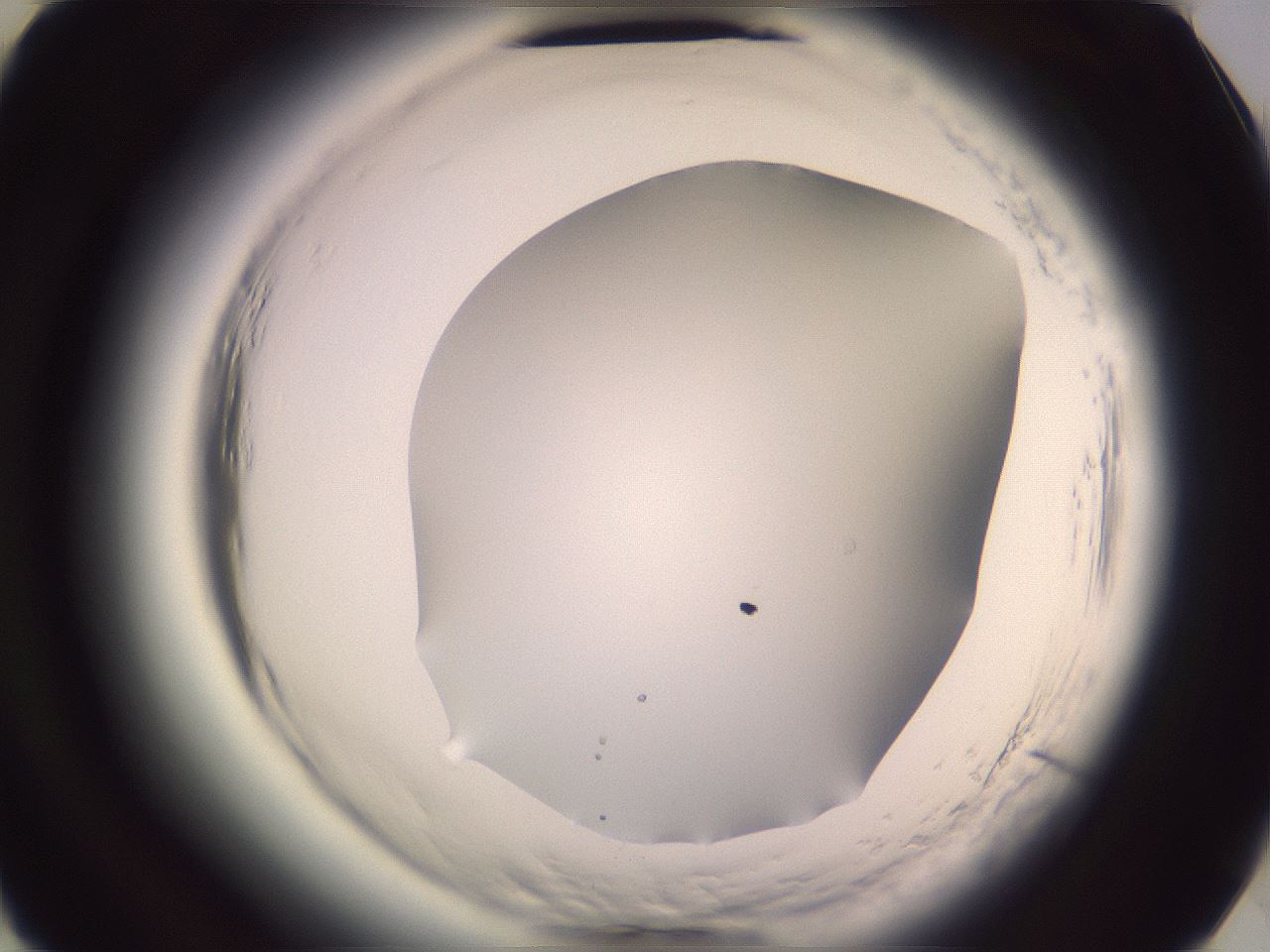 folderID600_plateID2600_batchID13161_wellNum49_profileID1_d3_r198875_ef.jpg