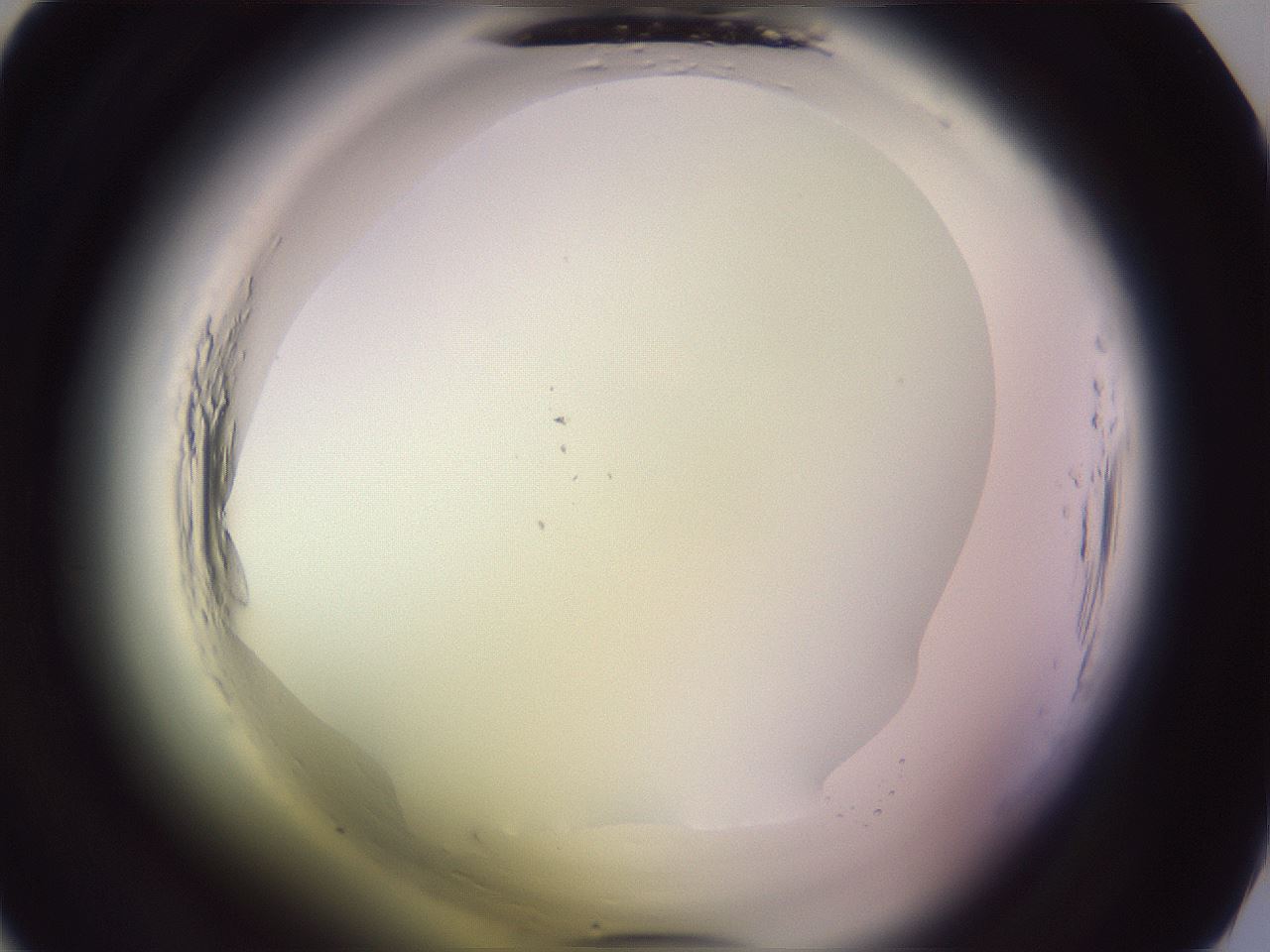 folderID600_plateID2600_batchID13161_wellNum4_profileID1_d1_r198738_ef.jpg