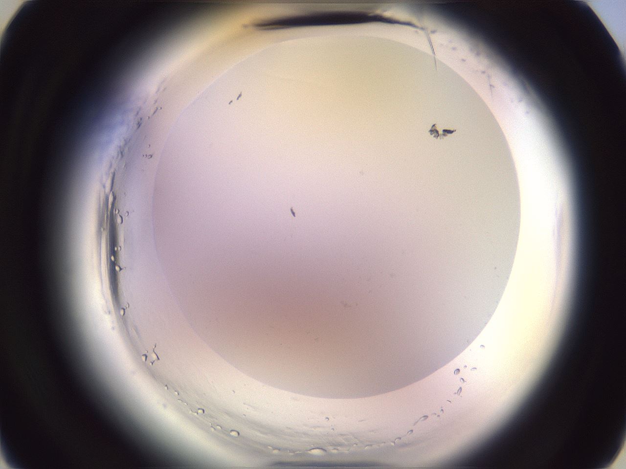 folderID600_plateID2600_batchID13161_wellNum4_profileID1_d3_r198740_ef.jpg