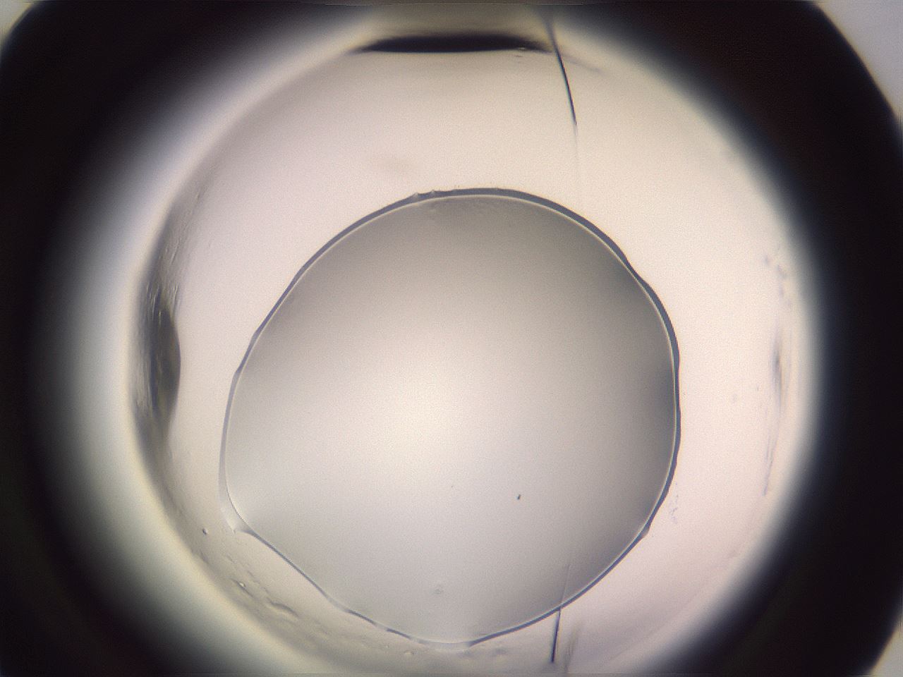 folderID600_plateID2600_batchID13161_wellNum56_profileID1_d3_r198896_ef.jpg