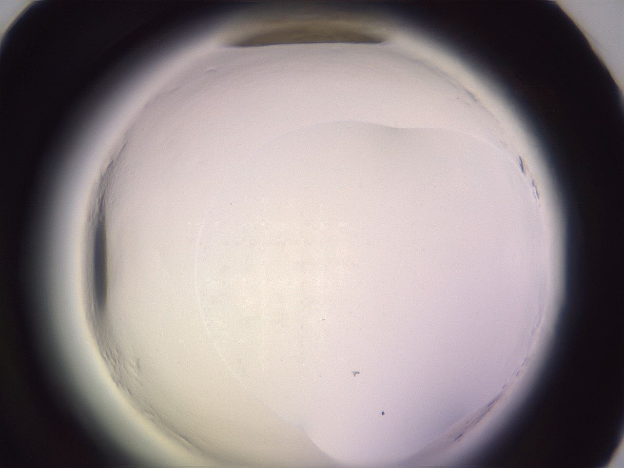 folderID600_plateID2600_batchID13161_wellNum58_profileID1_d1_r198900_ef.jpg
