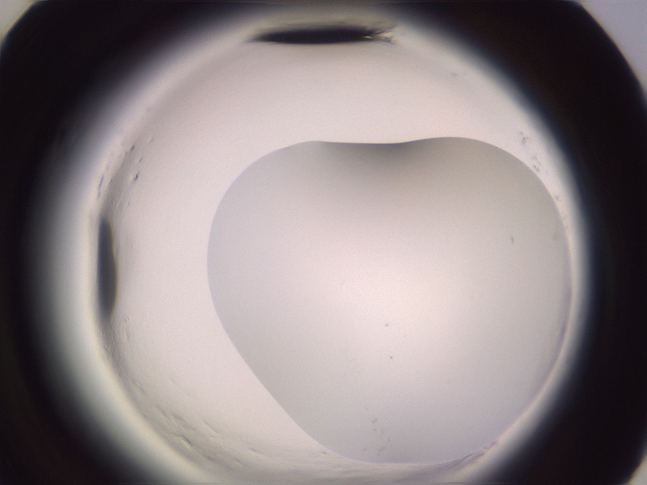 folderID600_plateID2600_batchID13161_wellNum58_profileID1_d3_r198902_ef.jpg