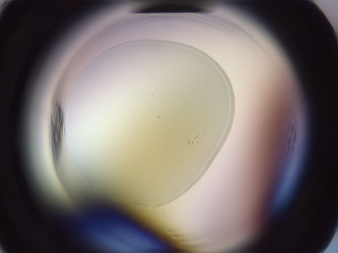 folderID600_plateID2600_batchID13161_wellNum5_profileID1_d1_r198741_ef.jpg