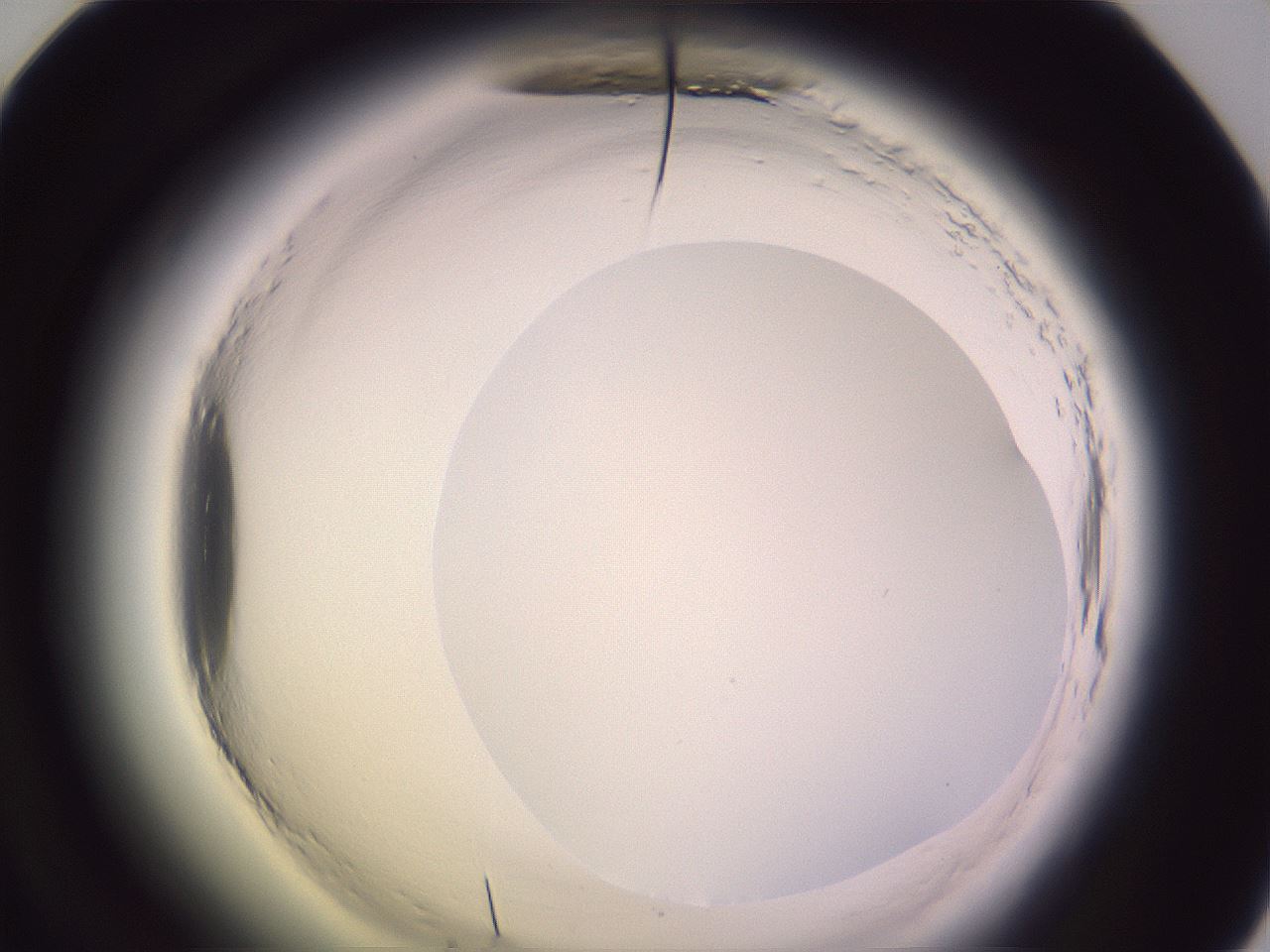 folderID600_plateID2600_batchID13161_wellNum60_profileID1_d1_r198906_ef.jpg