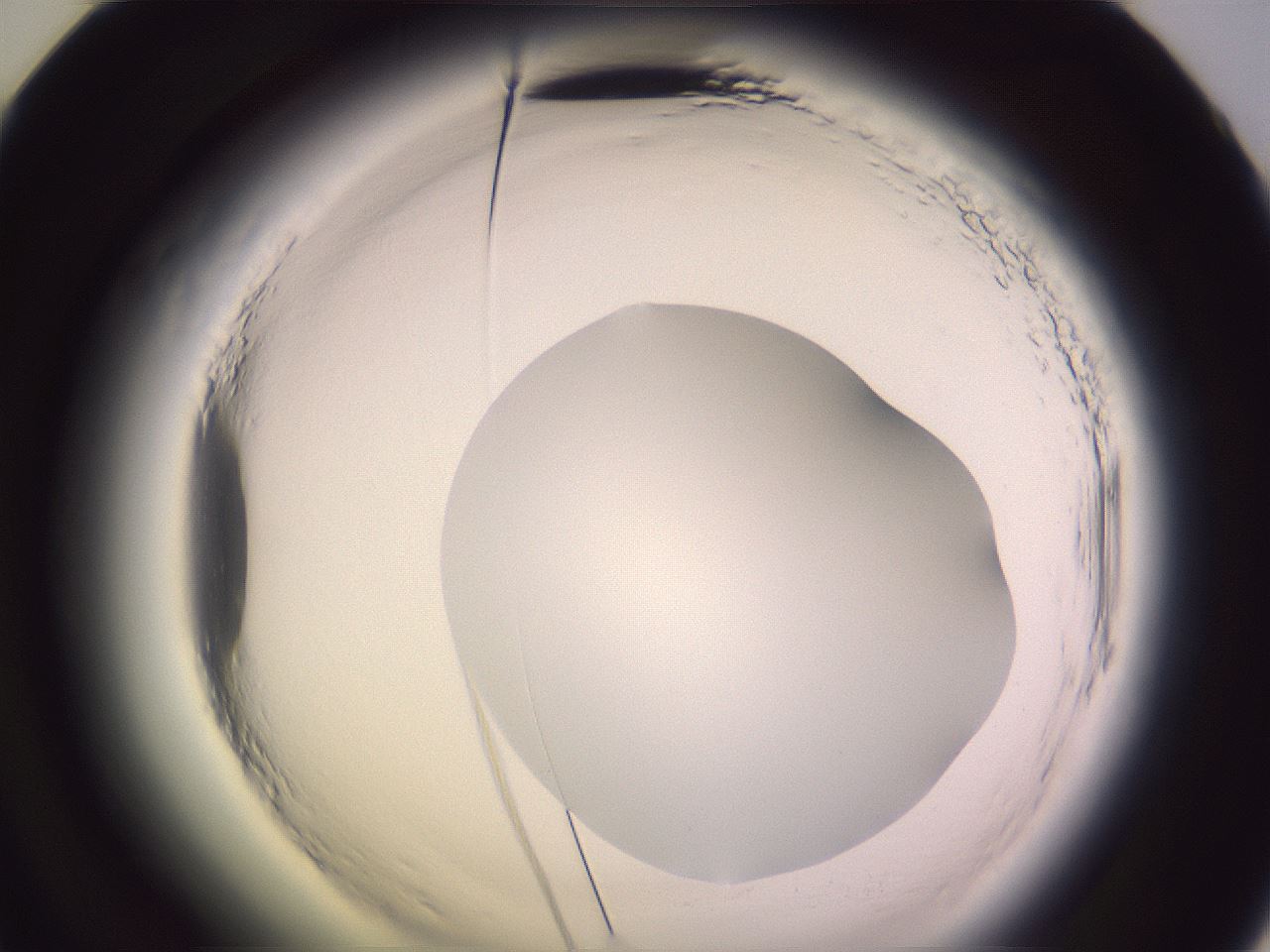 folderID600_plateID2600_batchID13161_wellNum60_profileID1_d2_r198907_ef.jpg