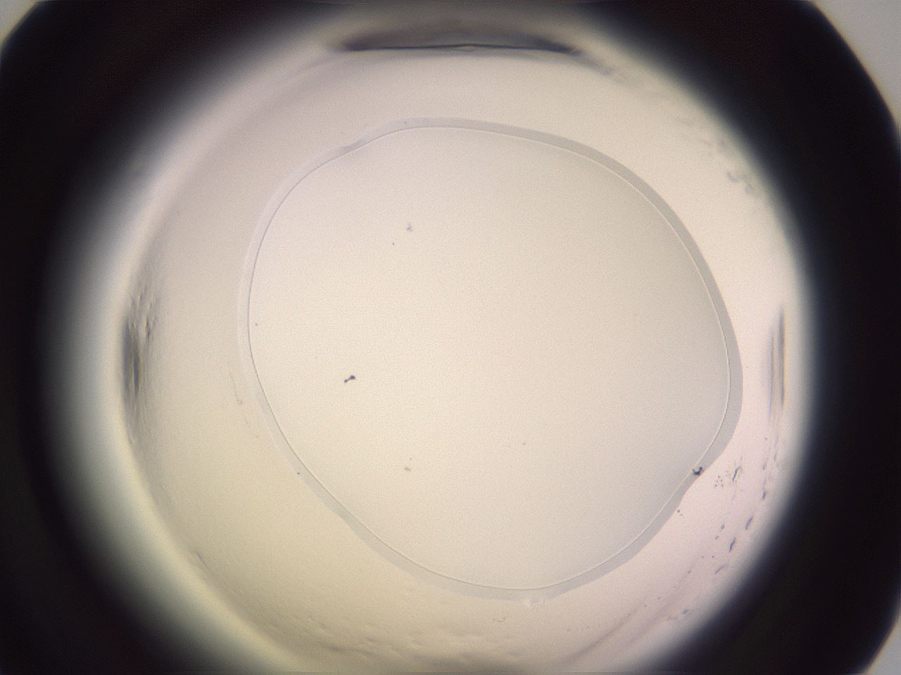 folderID600_plateID2600_batchID13161_wellNum66_profileID1_d1_r198924_ef.jpg