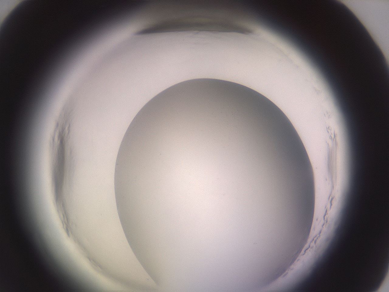 folderID600_plateID2600_batchID13161_wellNum70_profileID1_d1_r198936_ef.jpg