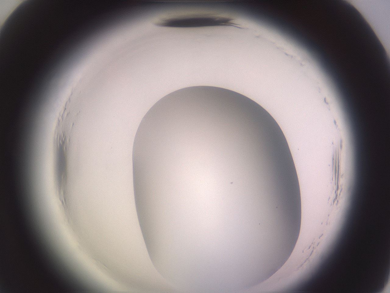 folderID600_plateID2600_batchID13161_wellNum70_profileID1_d2_r198937_ef.jpg