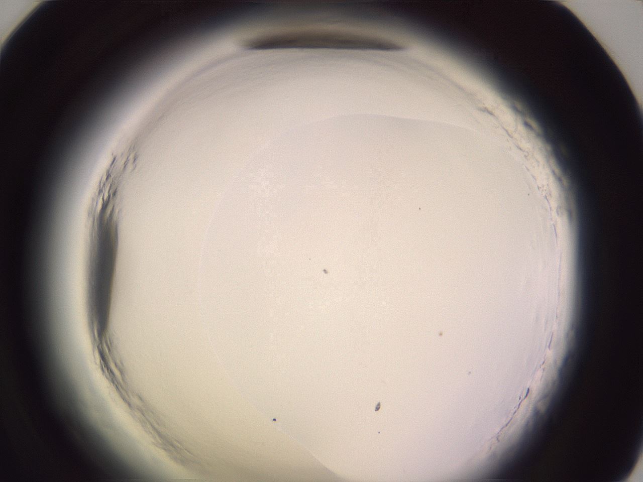 folderID600_plateID2600_batchID13161_wellNum71_profileID1_d1_r198939_ef.jpg