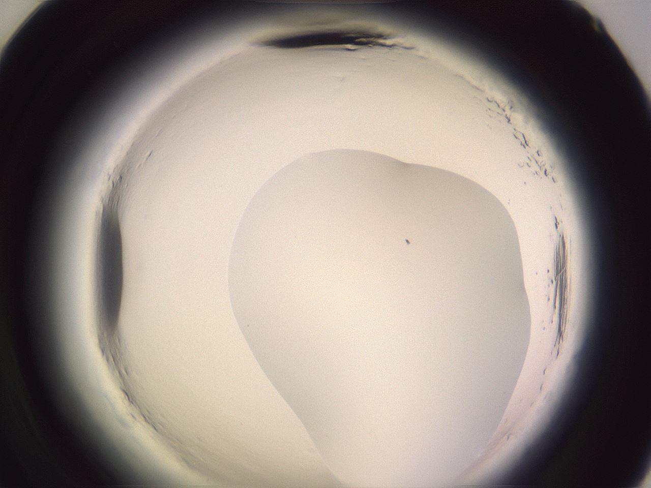 folderID600_plateID2600_batchID13161_wellNum71_profileID1_d2_r198940_ef.jpg
