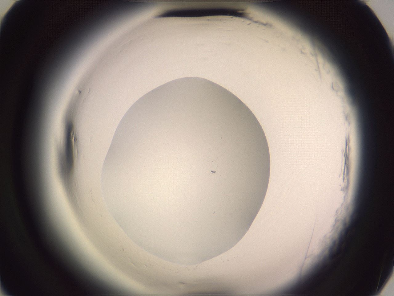 folderID600_plateID2600_batchID13161_wellNum75_profileID1_d2_r198952_ef.jpg