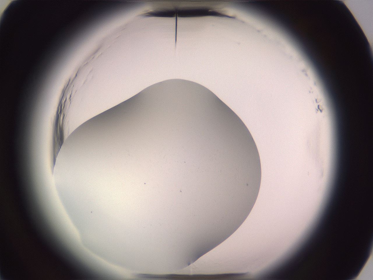 folderID600_plateID2600_batchID13161_wellNum77_profileID1_d3_r198959_ef.jpg
