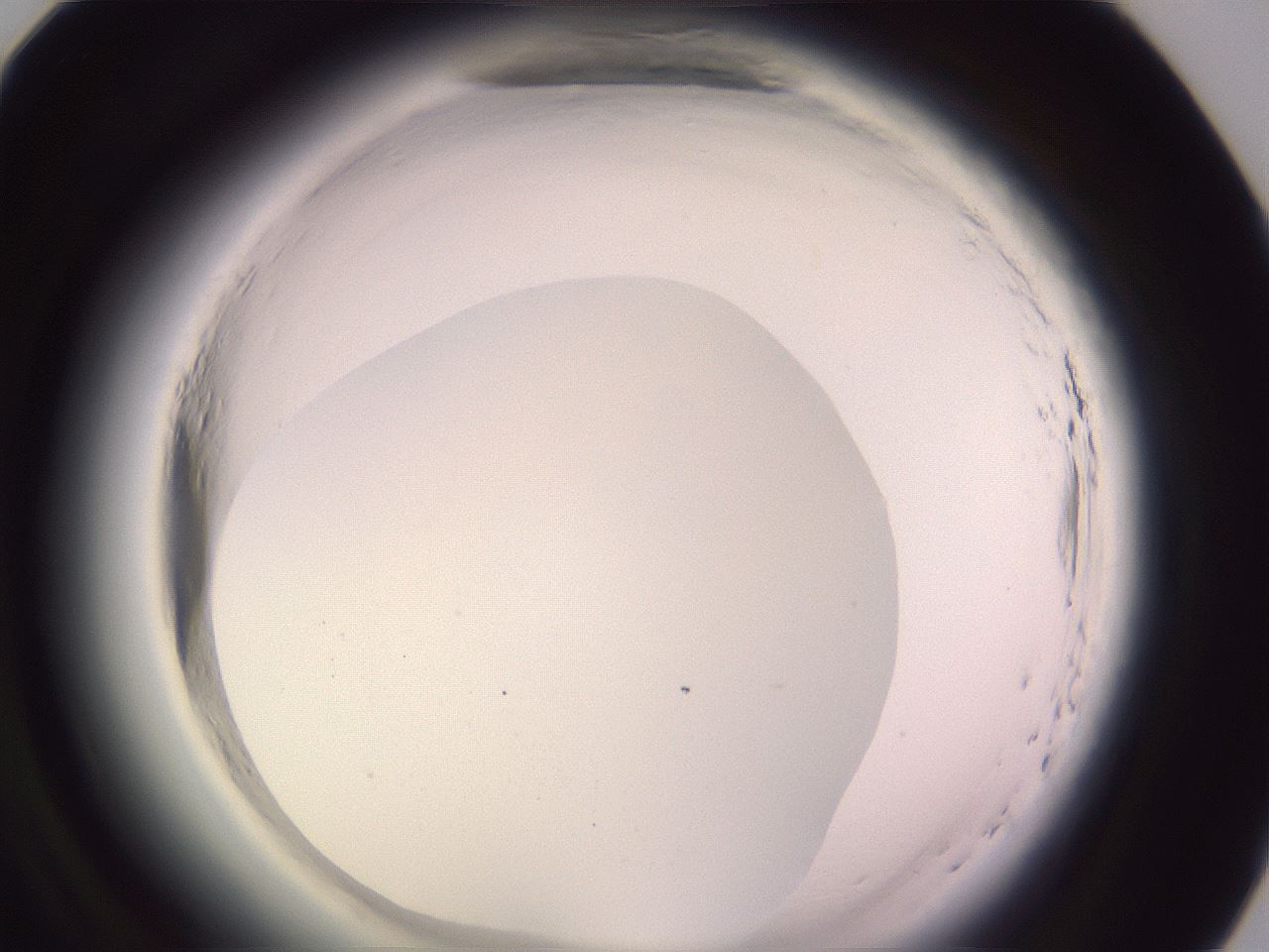folderID600_plateID2600_batchID13161_wellNum81_profileID1_d1_r198969_ef.jpg