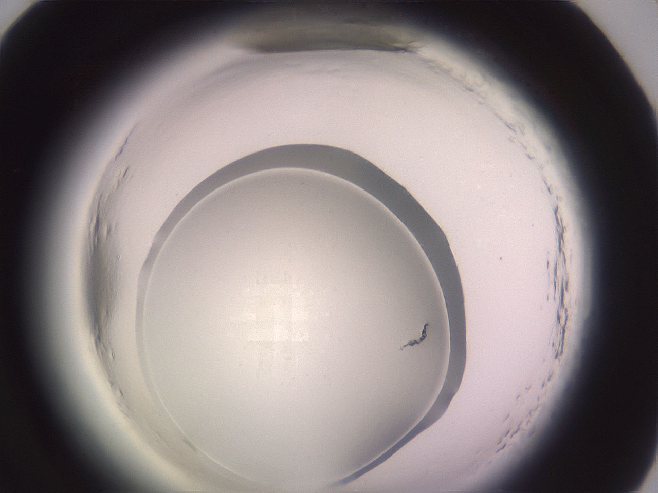 folderID600_plateID2600_batchID13161_wellNum82_profileID1_d1_r198972_ef.jpg