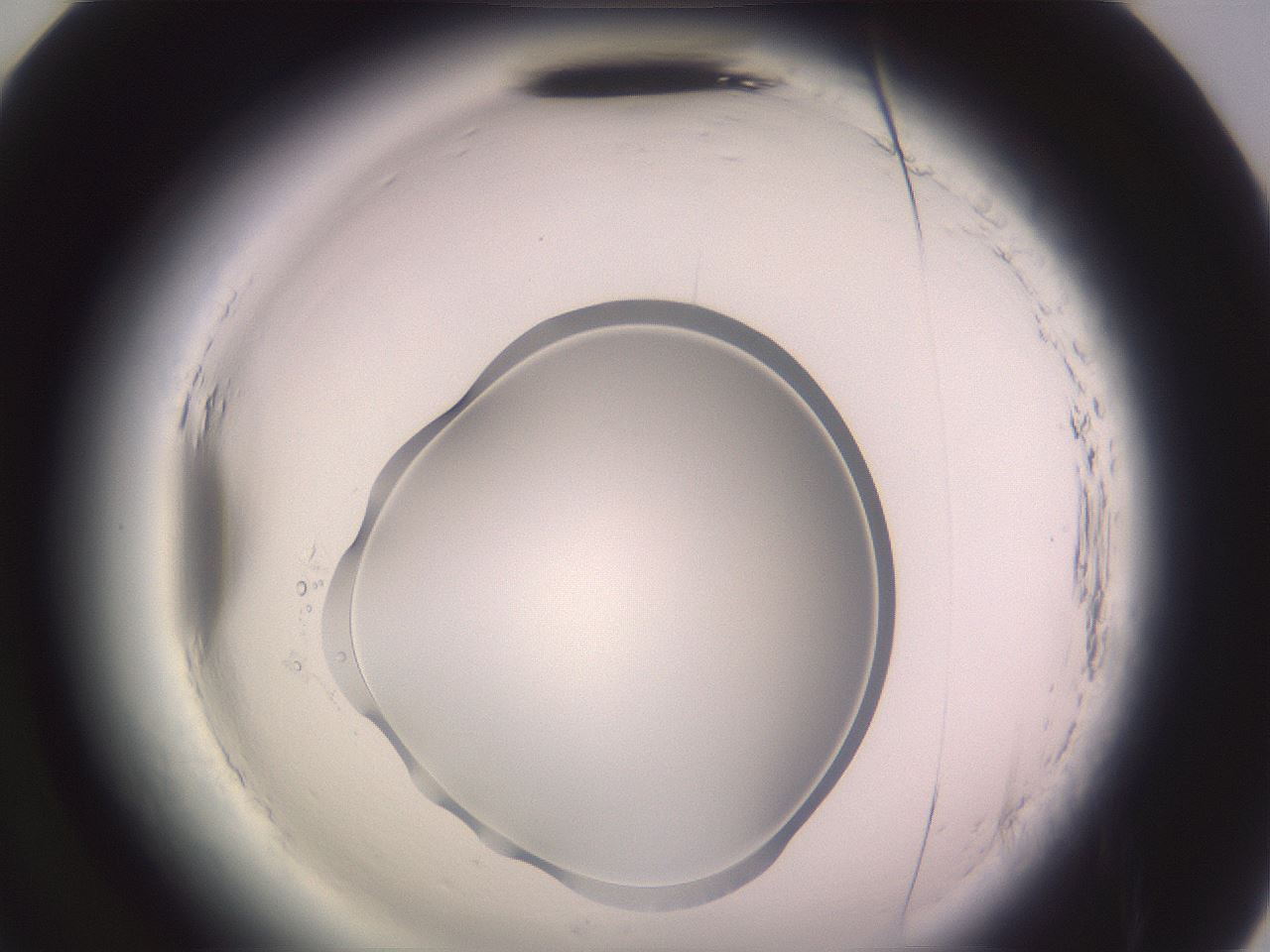 folderID600_plateID2600_batchID13161_wellNum82_profileID1_d2_r198973_ef.jpg
