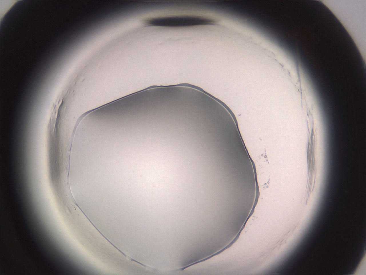 folderID600_plateID2600_batchID13161_wellNum82_profileID1_d3_r198974_ef.jpg