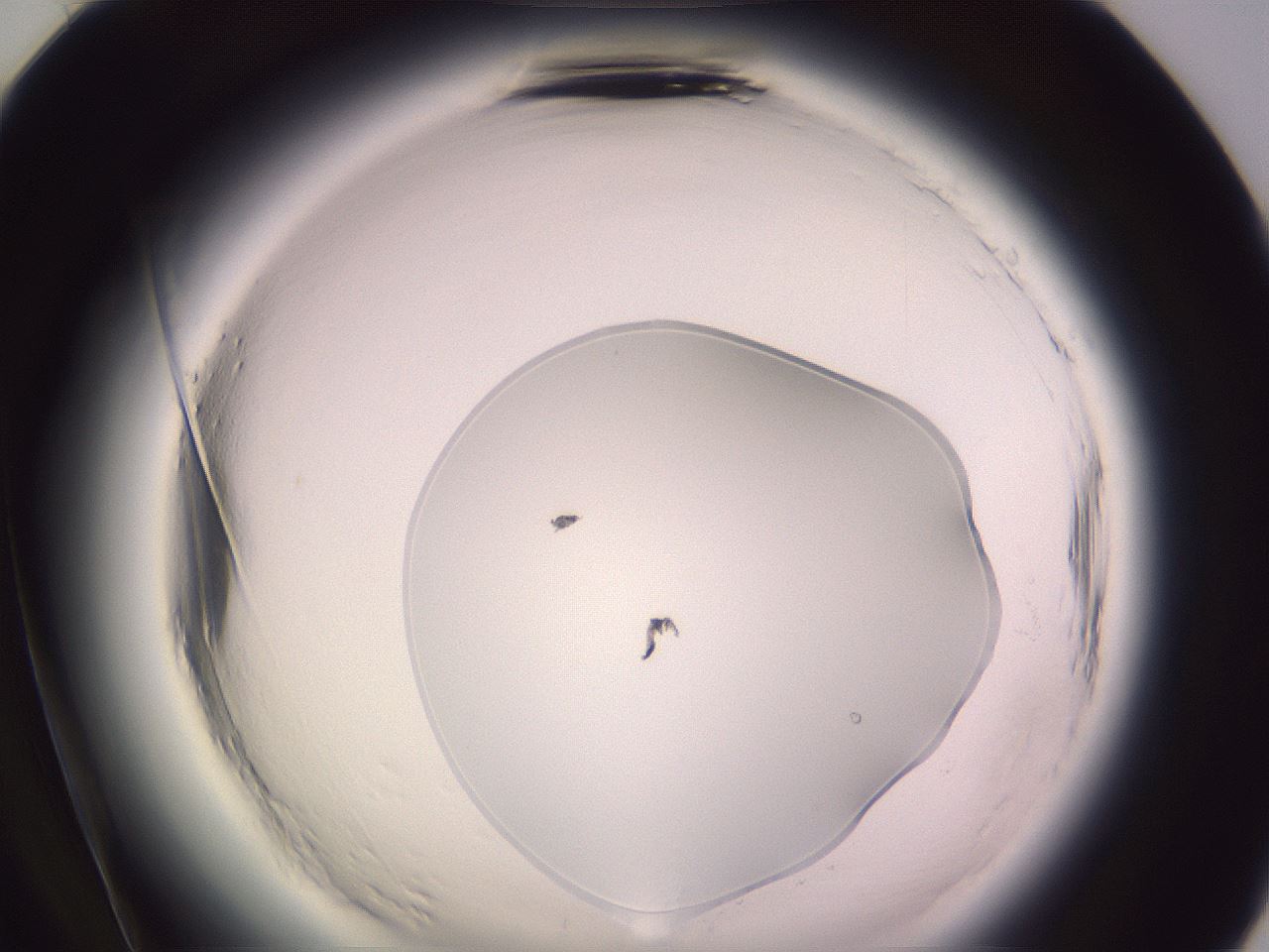 folderID600_plateID2600_batchID13161_wellNum84_profileID1_d2_r198979_ef.jpg