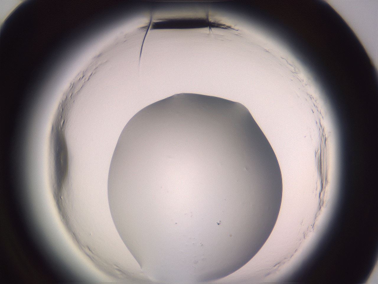 folderID600_plateID2600_batchID13161_wellNum84_profileID1_d3_r198980_ef.jpg