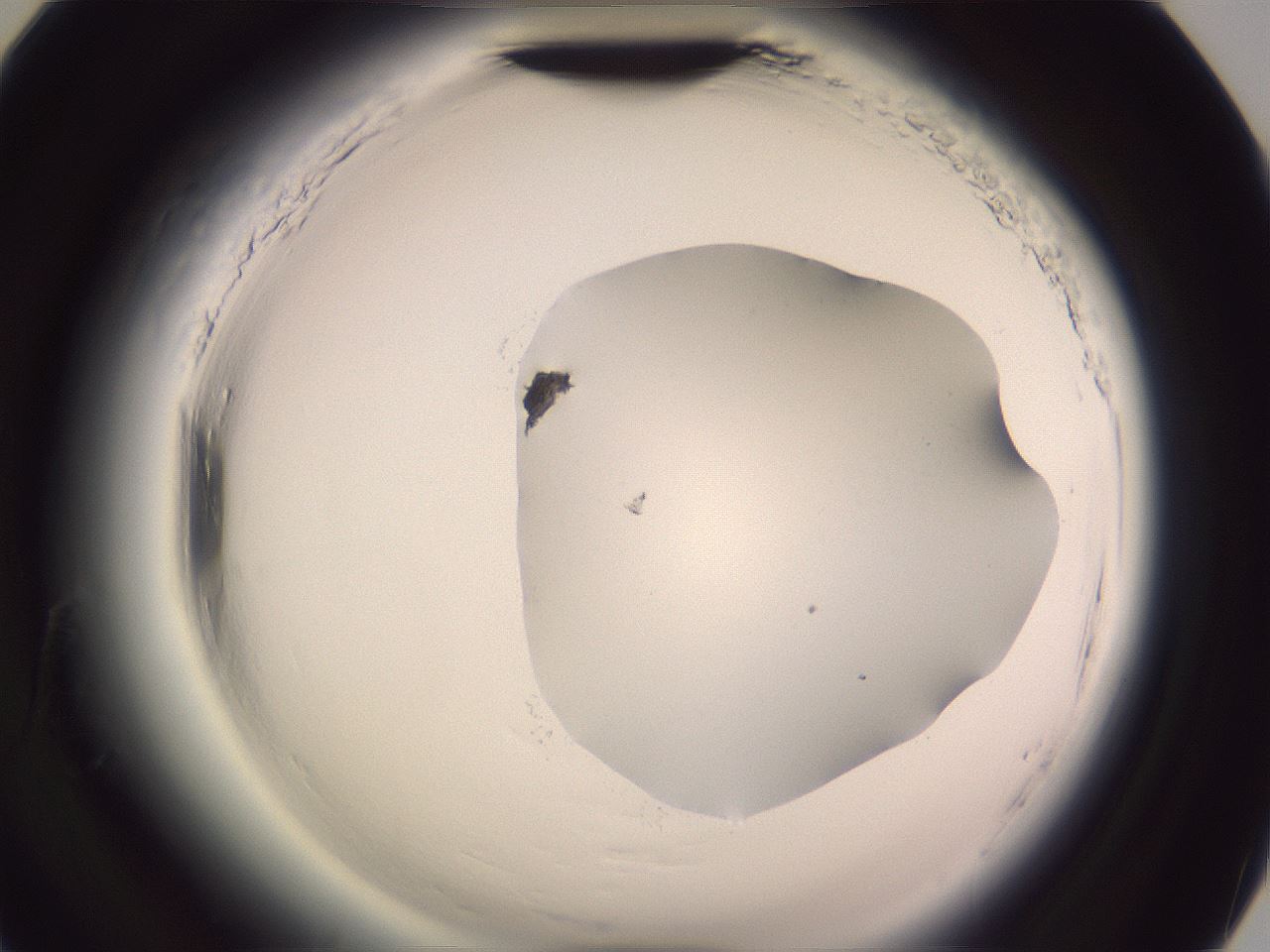 folderID600_plateID2600_batchID13161_wellNum90_profileID1_d2_r198997_ef.jpg