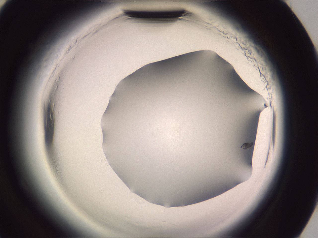 folderID600_plateID2600_batchID13161_wellNum90_profileID1_d3_r198998_ef.jpg