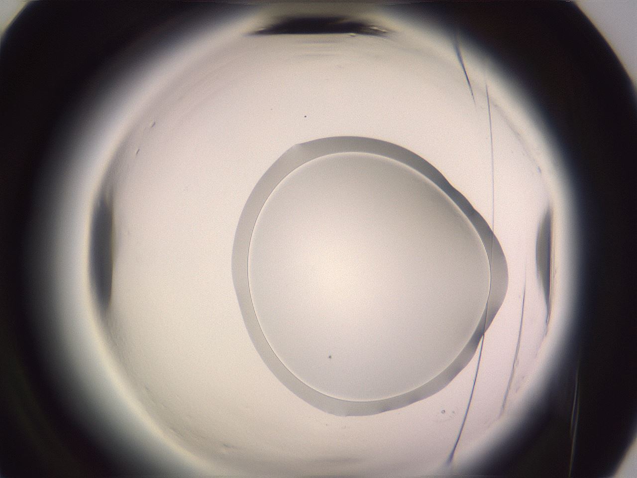 folderID600_plateID2600_batchID13161_wellNum91_profileID1_d2_r199000_ef.jpg