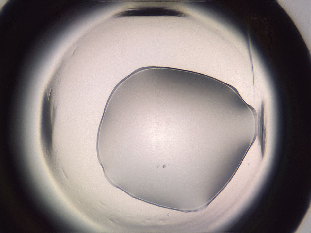 folderID600_plateID2600_batchID13161_wellNum91_profileID1_d3_r199001_ef.jpg