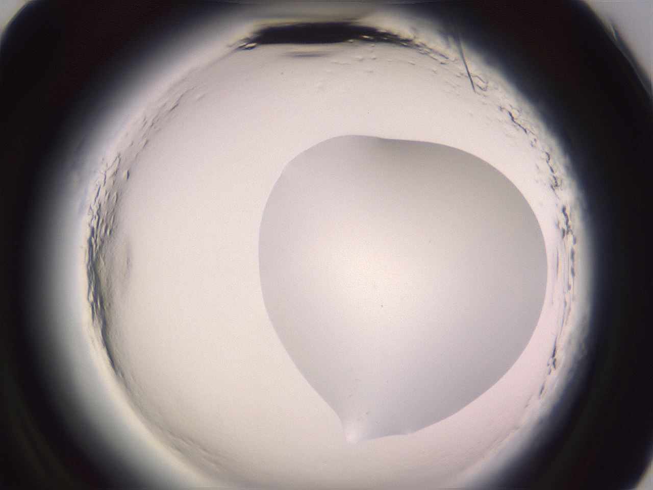 folderID600_plateID2600_batchID13161_wellNum93_profileID1_d2_r199006_ef.jpg