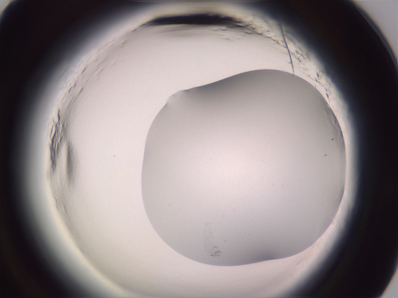 folderID600_plateID2600_batchID13161_wellNum93_profileID1_d3_r199007_ef.jpg