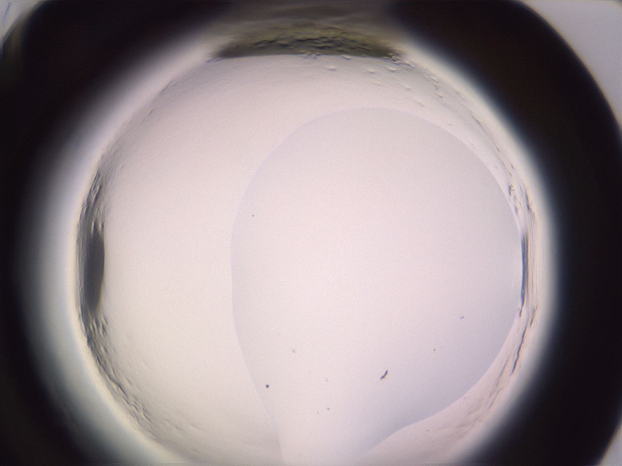 folderID600_plateID2600_batchID13161_wellNum96_profileID1_d1_r199014_ef.jpg